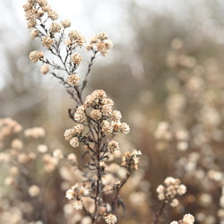 Pflanzen - Plants - 植物