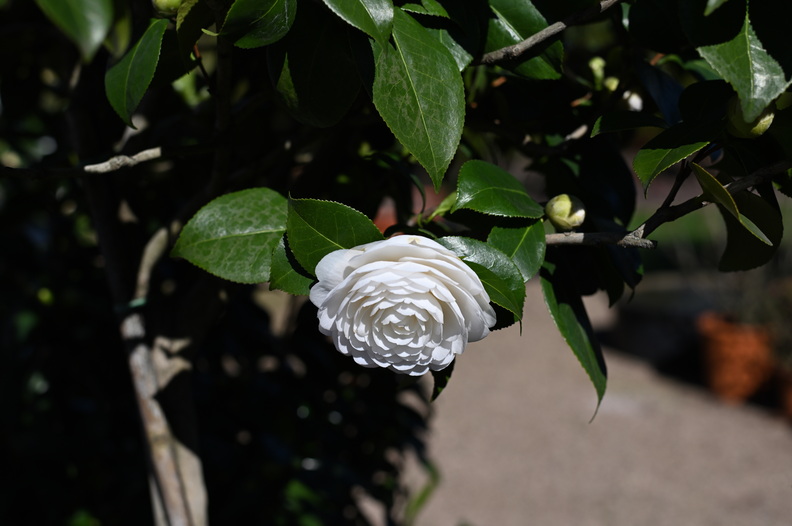 Kamelie | Ting's Gallery