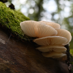 Pilze - Fungis - 真菌