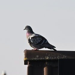 Tiere - Animals - 动物